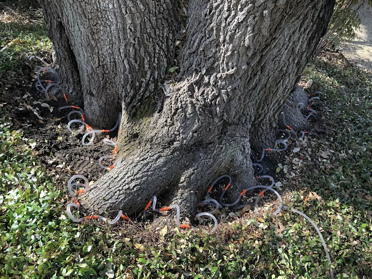 Detailed Tree Cabling and Bracing job site in Pennsauken